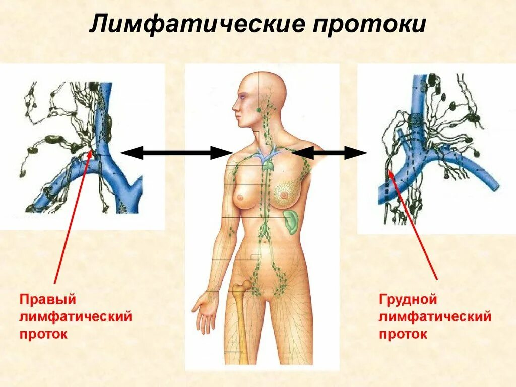 Лимфатическая система правый и грудной лимфатические протоки. Правый лимфатический проток схема. Вена (анатомия) лимфа. Грудной проток лимфатической системы анатомия. Лимфоузлы на пояснице