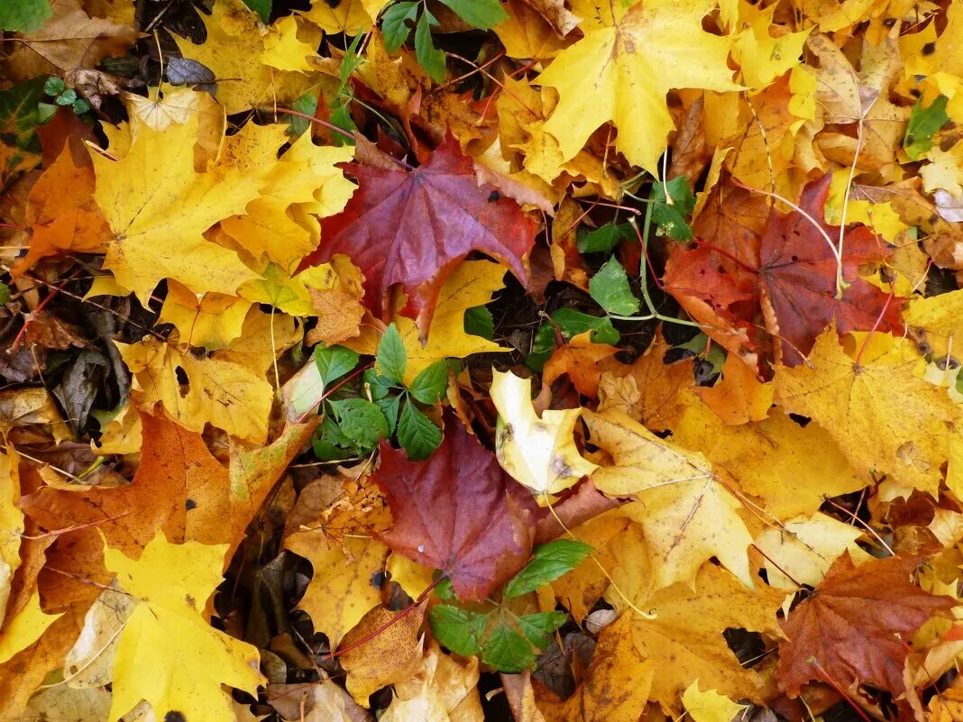 у подножия кленов ковром лежали. осенняя листва. ковер из листьев. у подножия кленов ковром лежали. листья на земле.