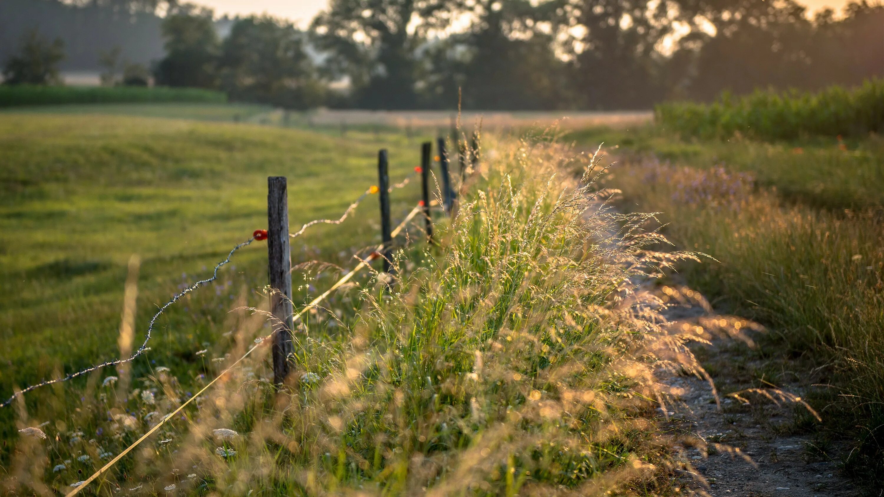 Дубрава деревья дубовой лес. Лето вечер. Тютчев, 1828 г. Брянская область растительность луга. Hulunbuir grassland.