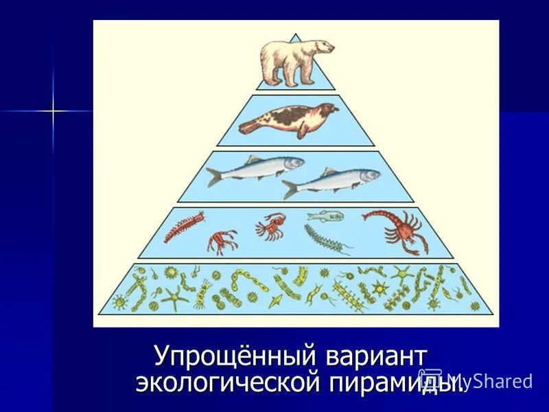 Пирамида Линдемана экологическая. Правило экологической пирамиды Линдемана. Экологическая пирамида Элтона. Экологические пирамиды пирамида энергии.