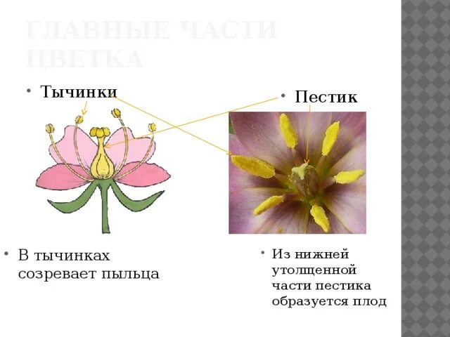 Цветки имеющие как тычинки так и пестики. В тычинках цветка образуется. части тычинки. пестик и тычинка у людей. строение пестика цветка.