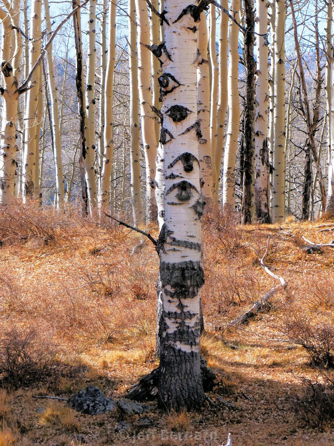 Березовая роща. Осина белолистка. Осина с глазами. Береза с глазами. Береза с глазами.