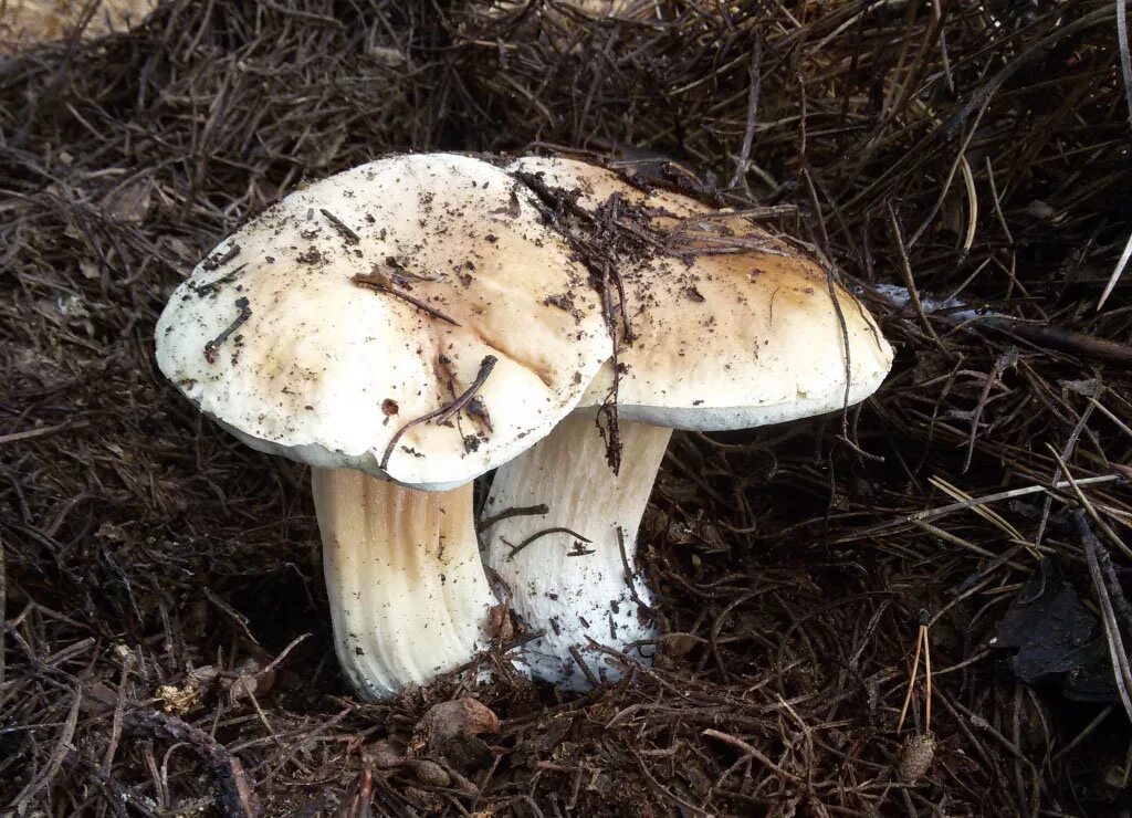 Белый гриб берёзовый Boletus betulicola. Боровик березовый. Boletus edulis f. betulicola. Белянка гриб. Виды белых грибов описание