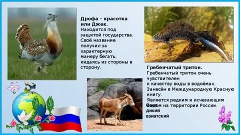 Дрофа красотка 4 буквы