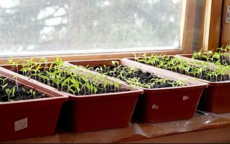 посев цветов. сажаем семена на рассаду в феврале. семена для рассады. цветы посев в феврале на рассаду. посадка семян.