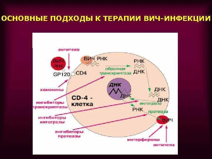 Схема репродукции вируса иммунодефицита человека. Репродукция ВИЧ. Этапы репродукции ВИЧ. Особенности репродукции ВИЧ.