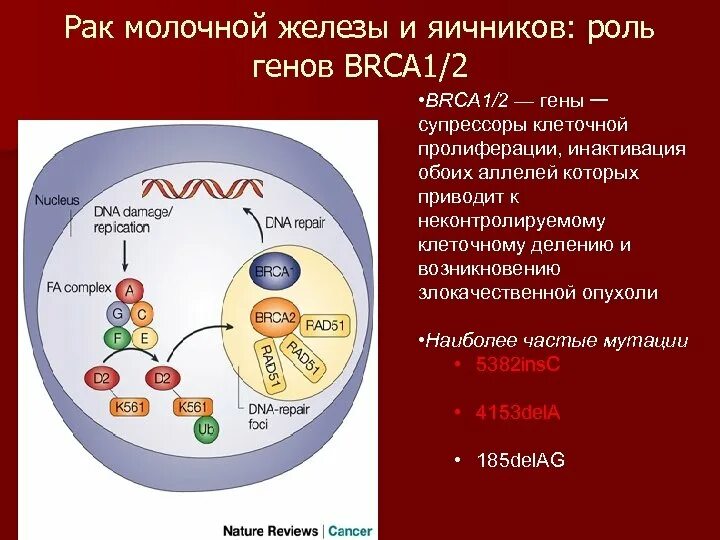 Ген brca. Геном железу. Ген brca2. Гены brca1/2. Гены brca1/2.