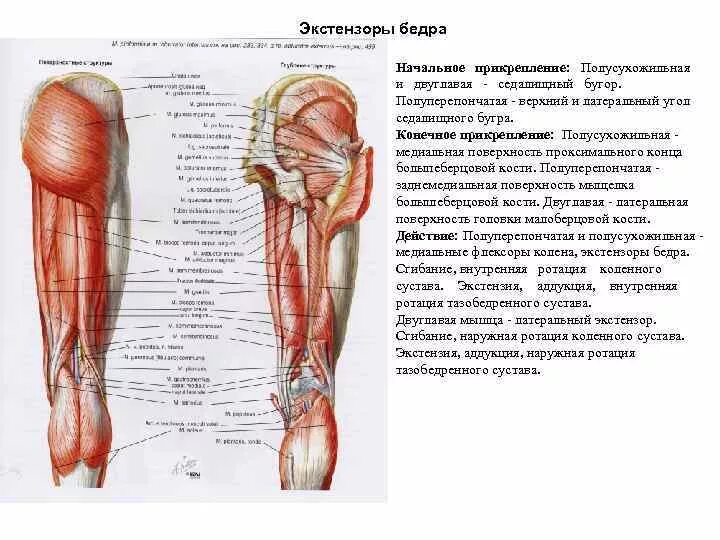 Мышцы разгибающие бедро. Мышцы разгибающие бедро