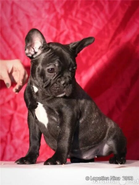 Французский бульдог отдам даром. Бульдога в добрые руки. Французский бульдог авито. Французский бульдог даром. Французский бульдог отдам.