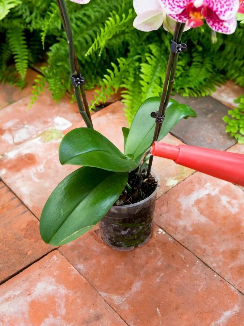 Как ухаживать за орхидеями полив. Орхидеи домашние. Орхидея в домашних условиях. Орхидеи влаголюбивые. Полив орхидеи.