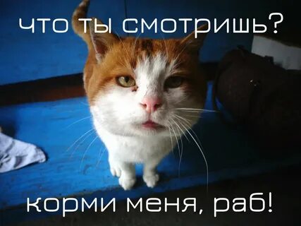 Больше ты на них смотришь