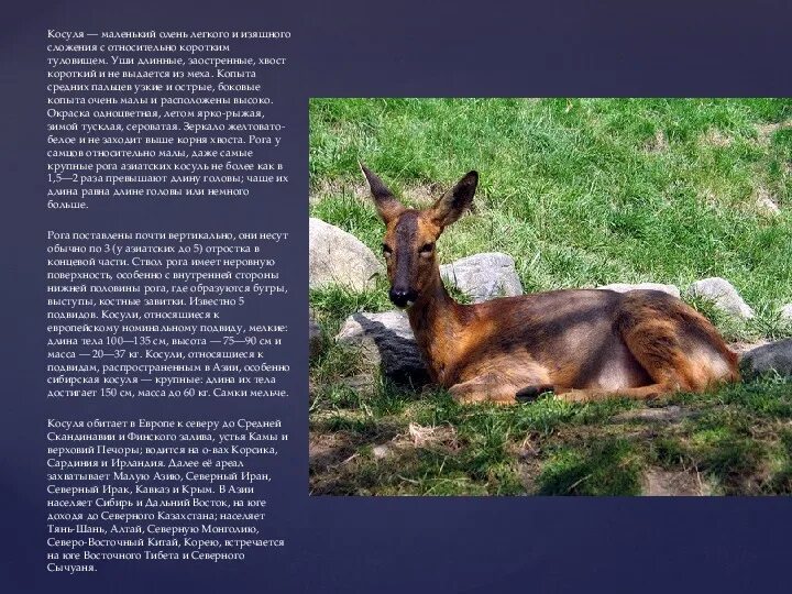 Почему косуля. Косуля сибирская красная книга марий эл. косуля сибирская красная книга. косуля в алтайском крае описание.