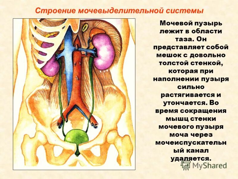 Основной орган мочевыделительной системы человека