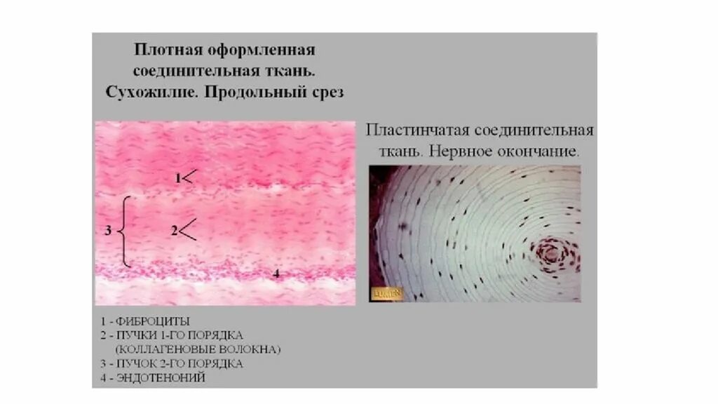 Плотная оформленная ткань. Плотная оформленная соединительная ткань сухожилия препарат. Плотная волокнистая оформленная соединительная ткань препарат. Плотная оформленная соединительная ткань препарат продольный срез. Плотная волокнистая оформленная соединительная ткань гистология.