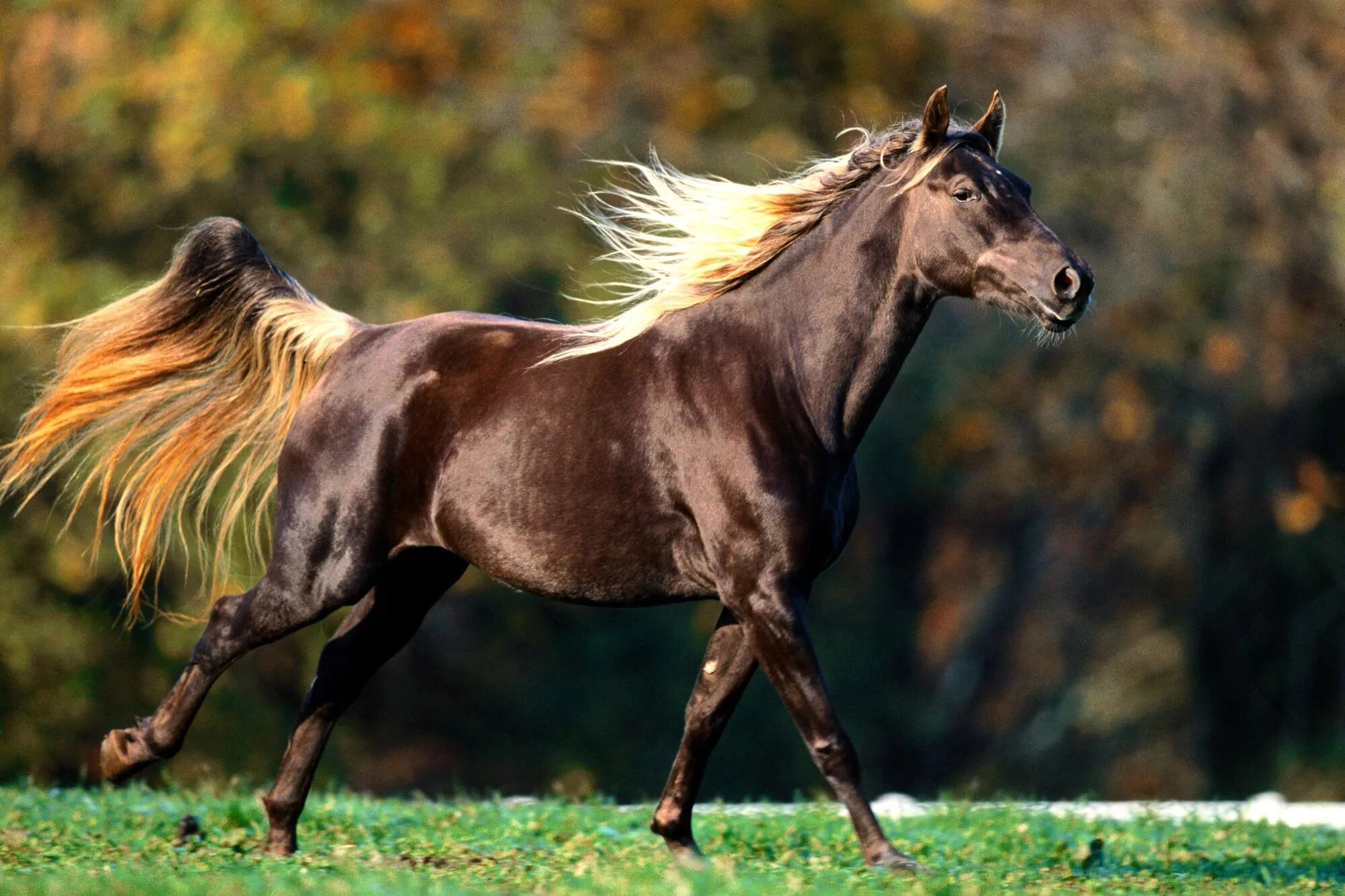 A horse is an animal. Кигер Мустанг гнедой. Лошади породы Кигер Мустанг. Лошадь гнедой Мустанг. Мустанг тигровая гнедая.