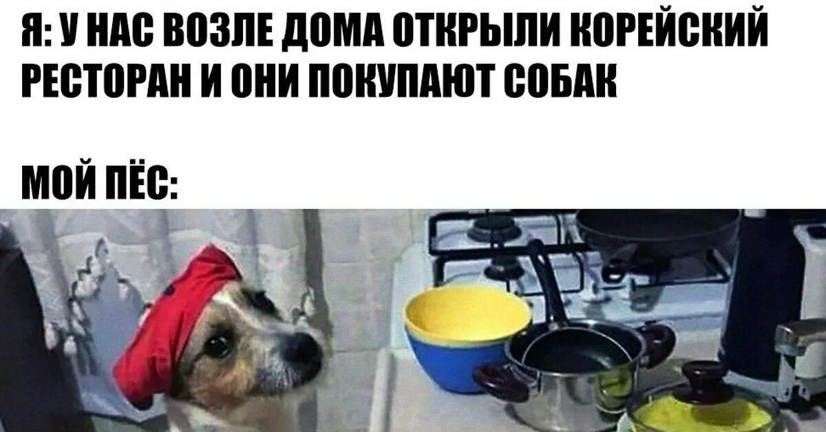 Мемы про корейцев и собак Очередная порция смешных, веселых картинок с прикольными надписями Ржы! Смешно,
