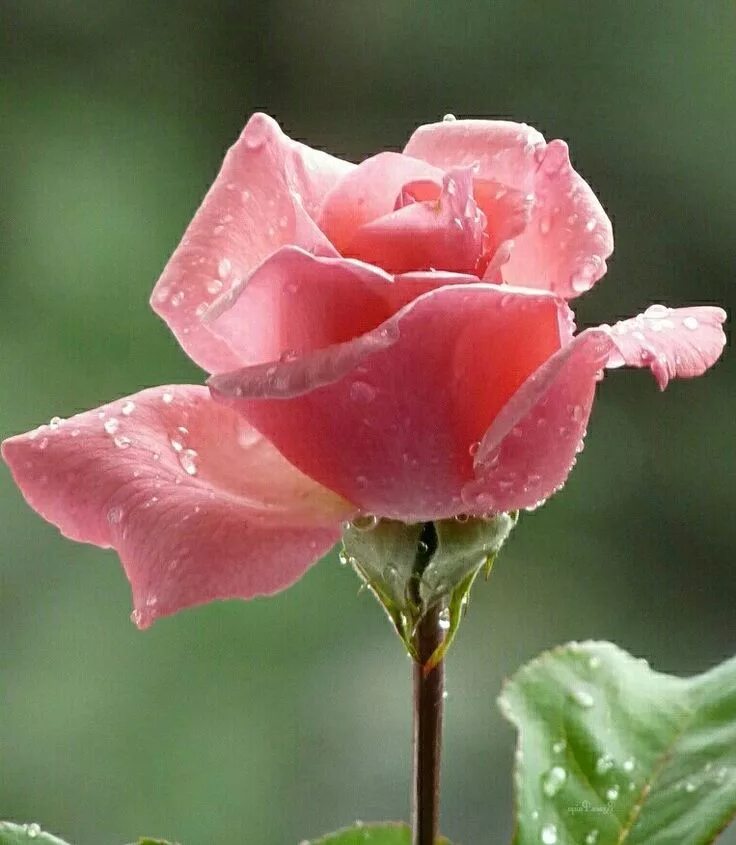 Розочка под. Розовые розы. Розовые розы с росой.