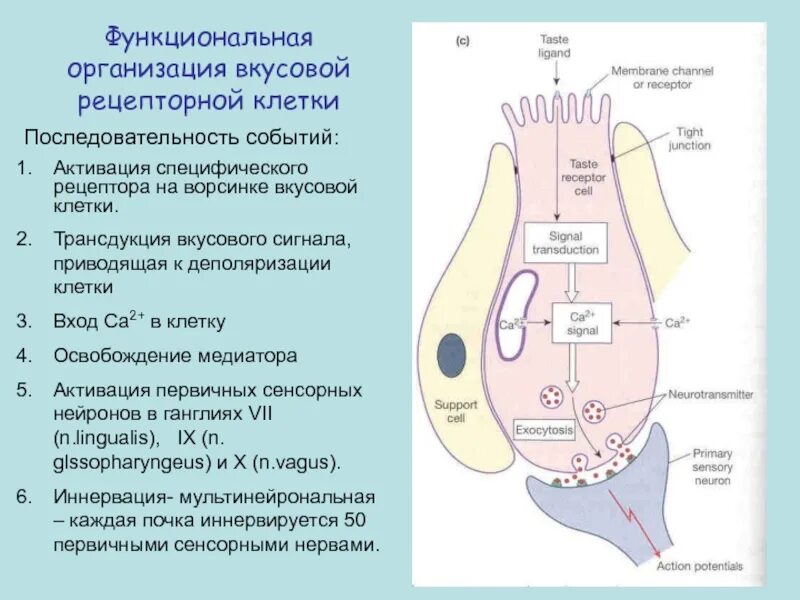 Механизм возбуждения рецепторов. Механизм возбуждения вкусовых рецепторов. Механизм возбуждения рецепторов физиология. Механизм рецепции вкуса физиология.