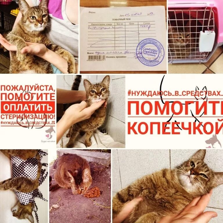 Зоодвижение сердце чистейшей породы пенза. Зоодвижение сердце чистейшей. Зоодвижение сердце чистейшей. Зоодвижение. Зоодвижение сердце чистейшей породы пенза.