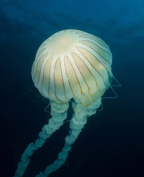 Морская крапива. Морская крапива (Chrysaora). Черная морская крапива медуза. Южноамериканские крапивные медузы. Морская крапива медуза ДЕАГОСТИНИ.