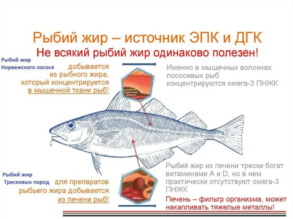 Рыбий жир и омега в чем разница. Где находится рыбий жир в рыбе. Рыба жир. Омега ЭПК И ДГК. Содержание ЭПК И ДГК В продуктах.