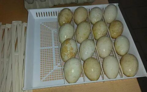 Сколько варить гусиные