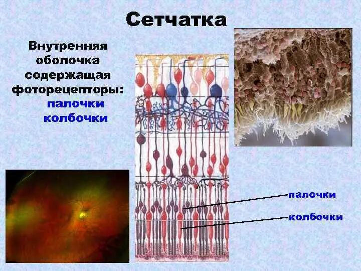 Палочки и колбочки сетчатки. Фоторецепторы сетчатки глаза колбочки. Палочки и колбочки сетчатки строение. Сетчатка анатомия фоторецепторы клетки.