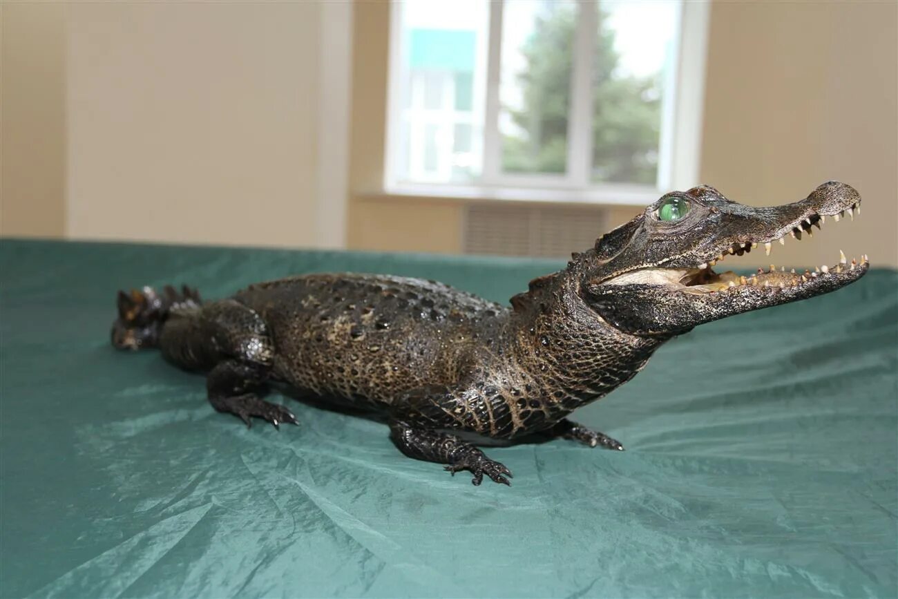 Чучело крокодила цена. Севильский крокодил чучело. Маленький крокодил таксидермия. Чучело крокодила в интерьере. Чучело крокодила.