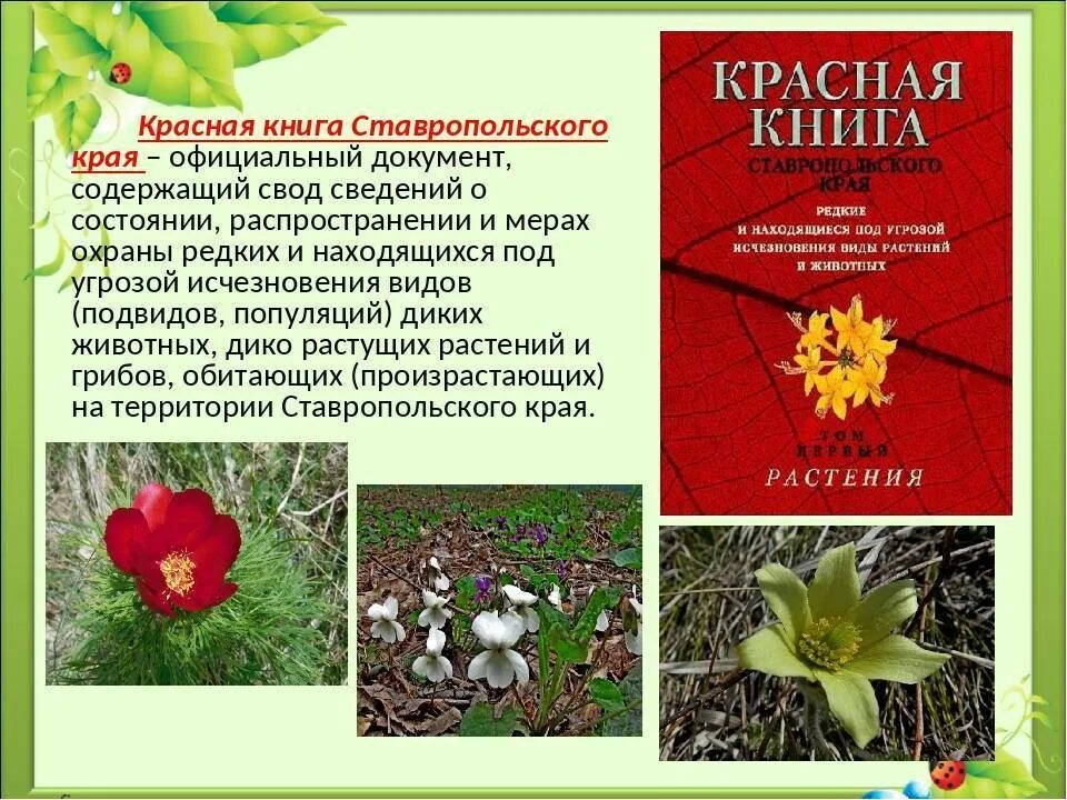 Включи красную книгу растений. Исчезающие растения Ставропольского края. Редкие растения Ставропольского края занесенные в красную книгу. Растения из красной книги. Редкие растения из красной книги.