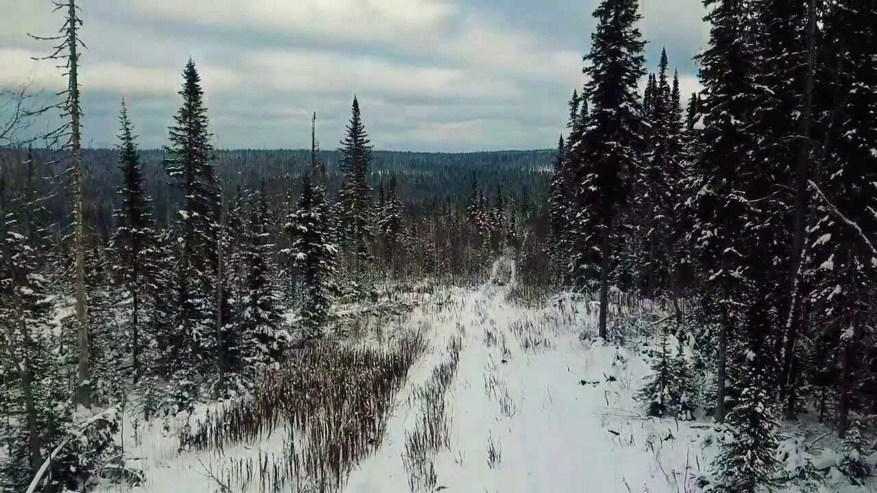 Новинки про тайгу. Сибирская Тайга Иркутск. НЕПРОХОДИМАЯ Тайга Сибири. Уайт Сибири Тайга. Зима Тайга Эльгинский.