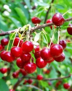 Вишня щедрая описание сорта