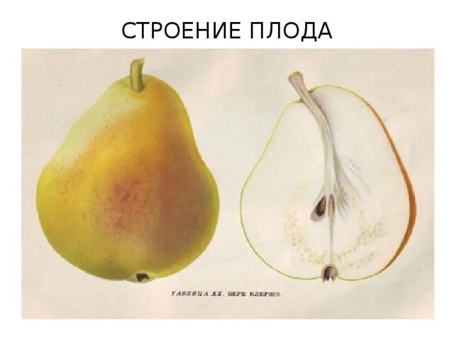 Какой признак внешнего строения груши. Строение плода груши. строение плода груши чашелистник. строение груши биология 6 класс. строение плодов груши.