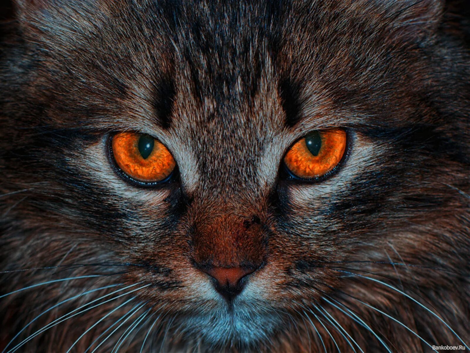 Кошкин х