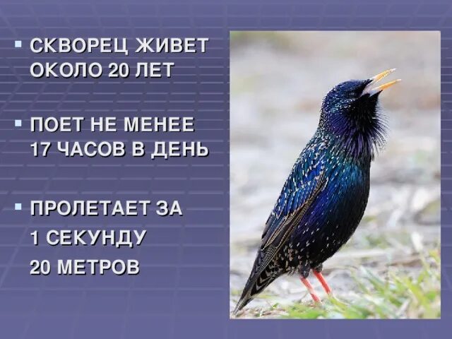 Скворец количество звуков. Сколько живут скворцы. Сколько лет живут скворцы. Серый скворец описание и фото. Скворец до сколько живет.