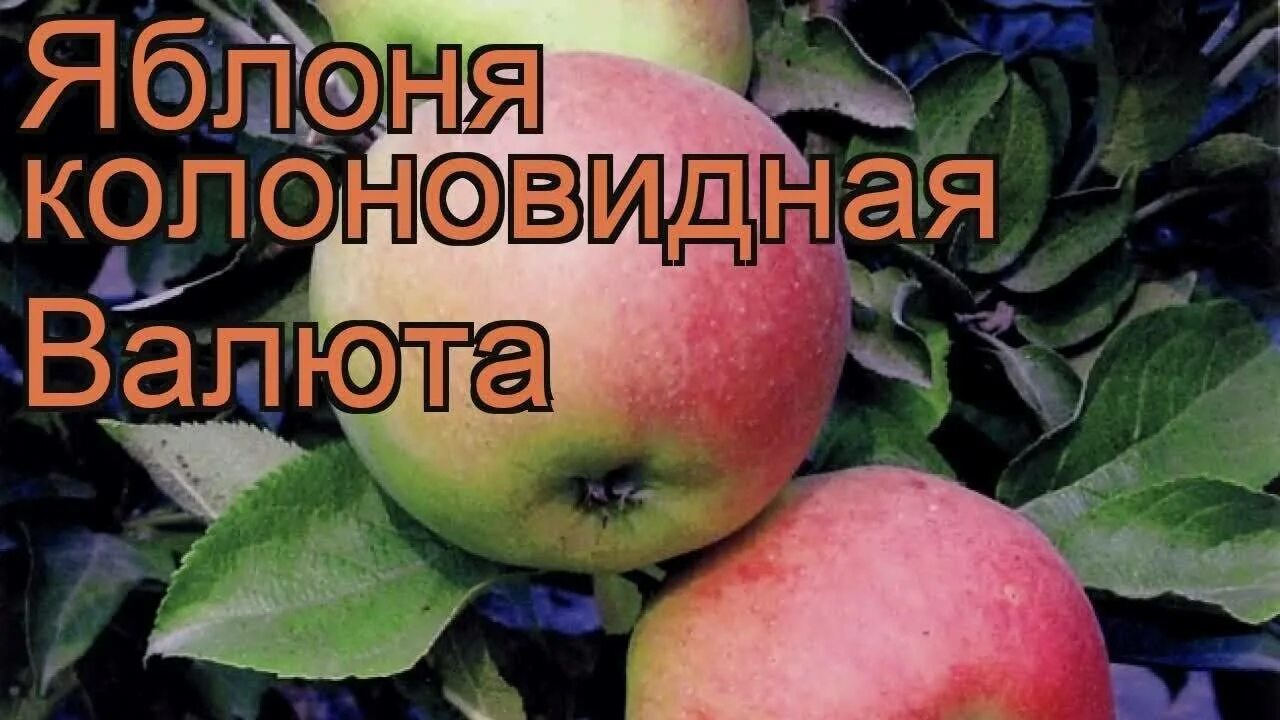 Яблоня сорт валюта отзывы. Яблоня колоновидная медок. яблоня сорт медок. яблоня колоновидная валюта. яблоня сорт валюта.