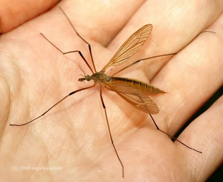 Комар большой как называется с длинными. Малярийный комар долгоножка. Карамора комар долгоножка. Малярийный комар большой. Муха долгоножка.