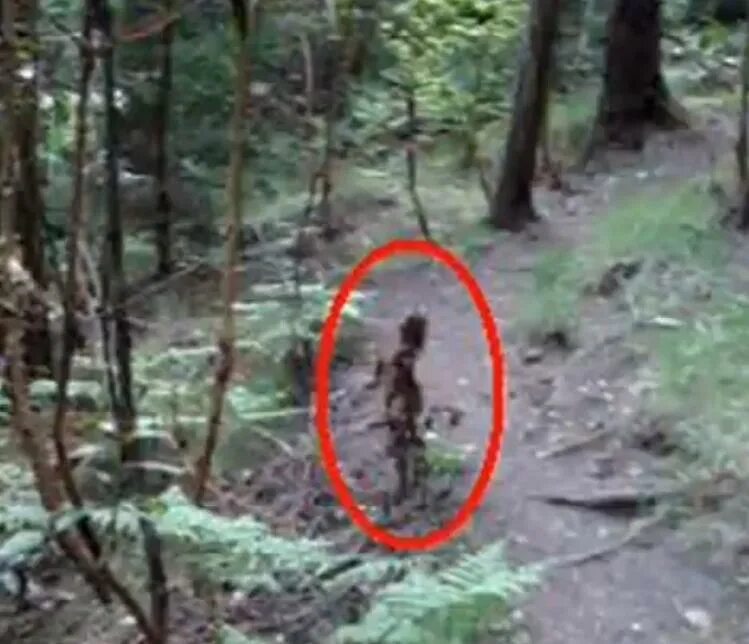 странная природа. истинная действительность. необъяснимые исчезновения. необъяснимое словами. статуи на дне океана страшные.