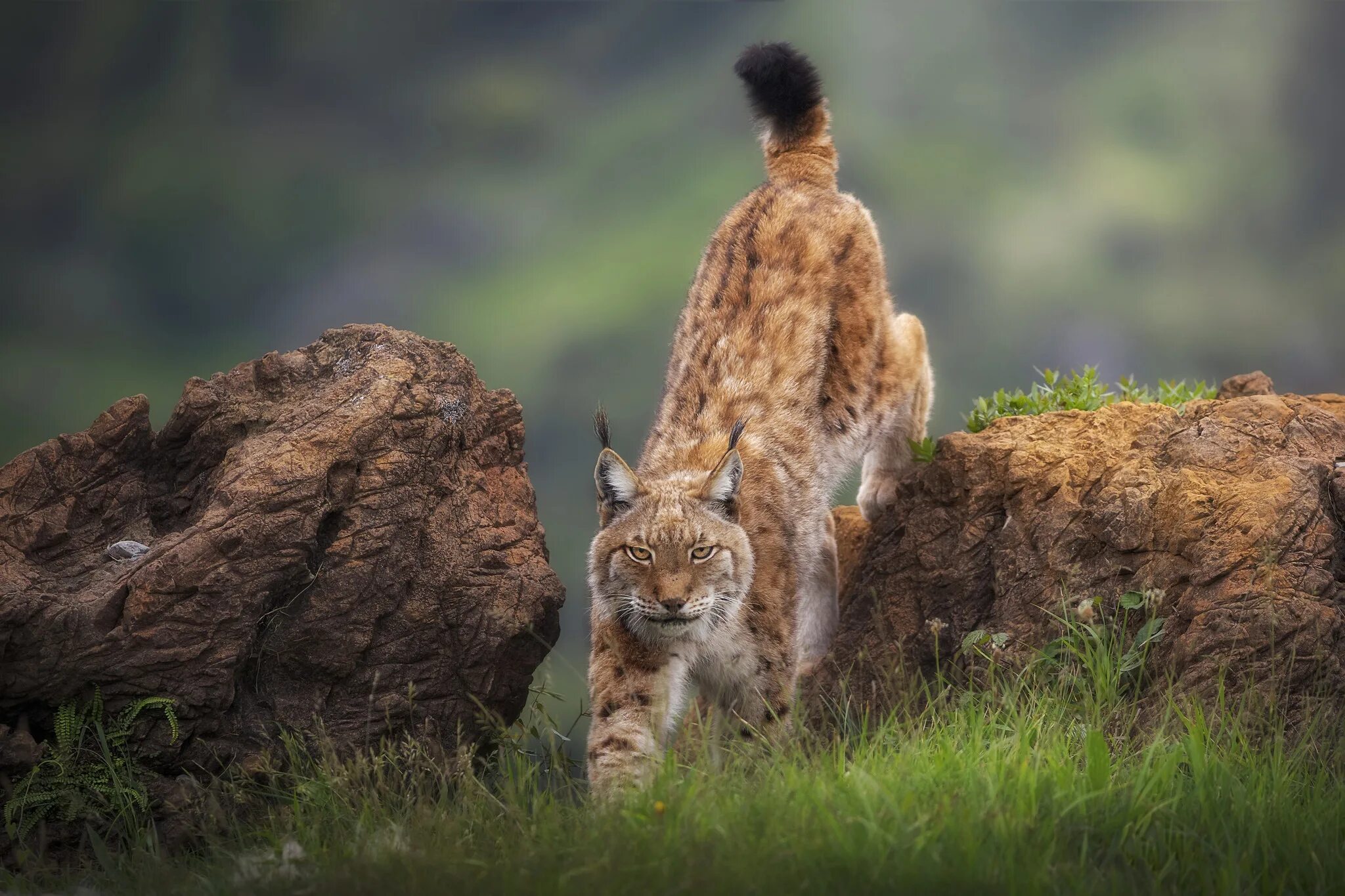 Дикие звери. Дикая природа. Дикие звери в природе. Красивые Дикие животные. Wildlife ответы