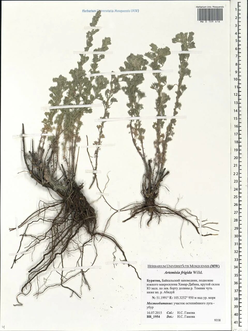 Полынь волосовидная корневая система. Полынь корневая система. Полынь обыкновенная чернобыльник гф. Полынь горькая гф. Полынь сорная трава.