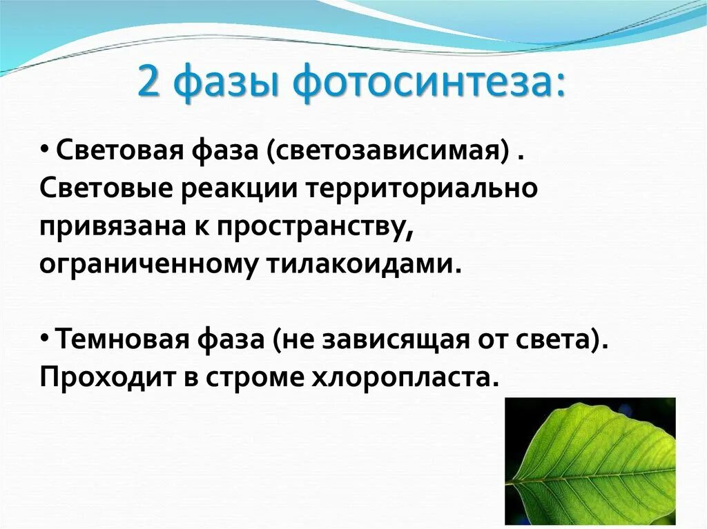 Фотосинтез зависит. Фотосинтез зависит. Световая фаза фотосинтеза фотосистемы. Световая фаза фотосинтеза 9 класс. Фотосинтез зависит.