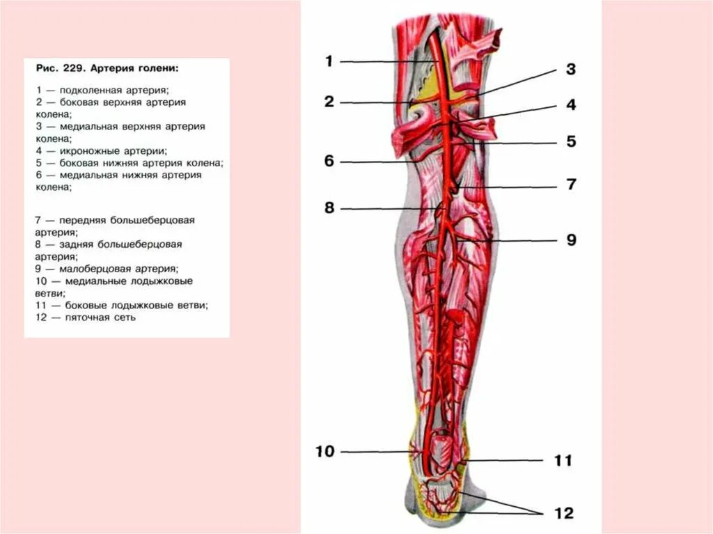 Артериальные сосуды нижних конечностей. Задняя большеберцовая артерия ветви топография анатомия. Задняя большеберцовая артерия схема. Малоберцовая артерия (a. Fibularis):. Кровоснабжение нижней конечности схема.