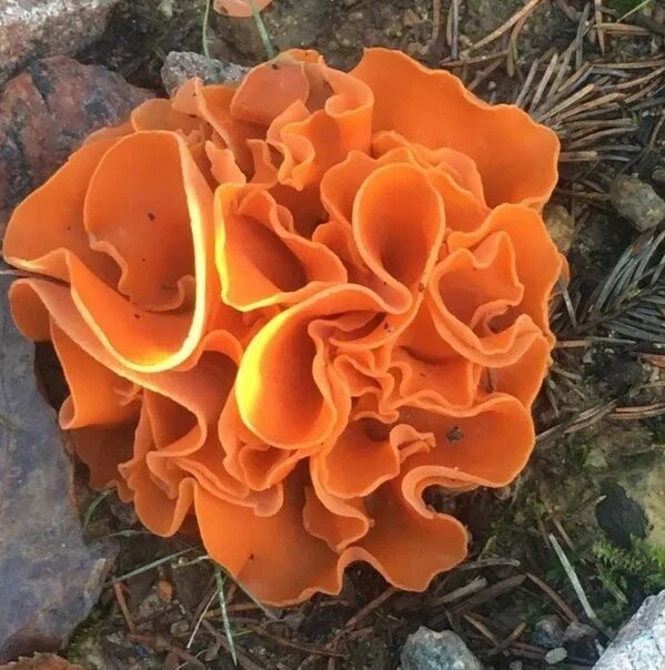 Рыжик сосновый (Lactarius deliciosus)Автор Ирина Кириллова. Фотография из альбом