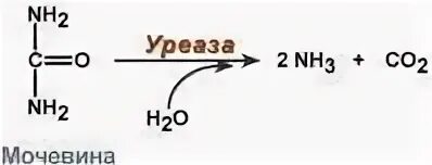 Фермент уреаза. Расщепление мочевины уреазой реакция. Уреаза и мочевина реакция. Уреаза фермент реакция. Гидролиз мочевины под действием уреазы.