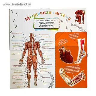 Книга органы человека
