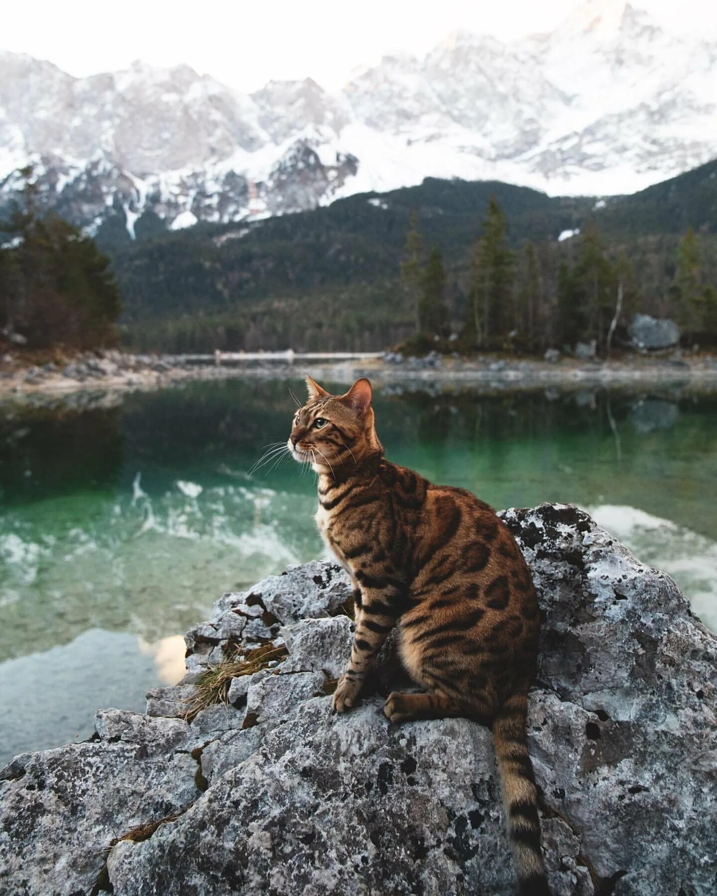 Кот живущий в горах. Горная кошка. андская кошка. гора кошка. бенгальский кот в горах.