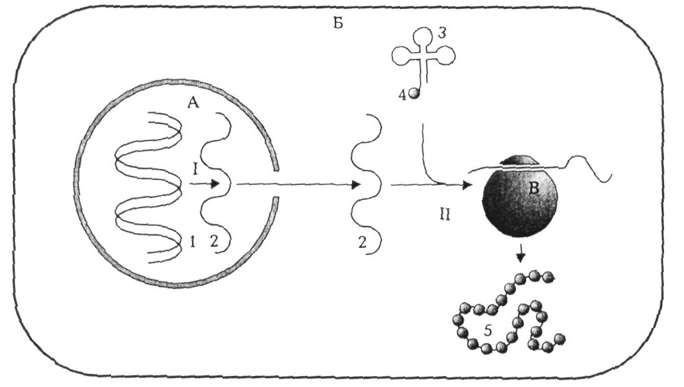 Молекула органического вещества эукариотической клетки. Транскрипция Биосинтез белка схема. Схема биосинтеза белка в живой клетке рис 17. Схема этапов процесса биосинтеза белка. Синтез белка схема без подписей.