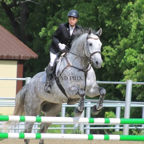 Grand horse верхняя. Пол мерин. Пол мерин. Пол мерин. Мерин аламо.
