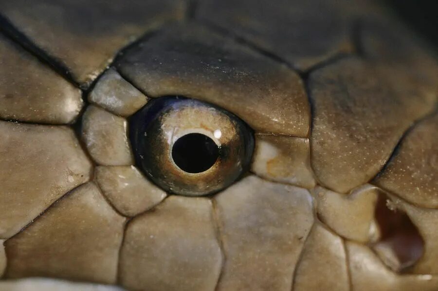Какой элемент инфраглаза змеи выполняет. Глаза змей. Веки змей. Зрачок змеи. Глаза гадюки.