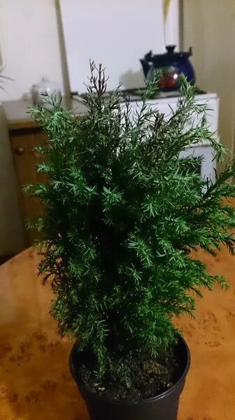 Ель коника кипарисовик элвуди. Кипарисовик элвуди болезни. Комнатный кипарисовик сохнет. Кипарисовик сохнут кончики иголок. Кипарисовик засох.