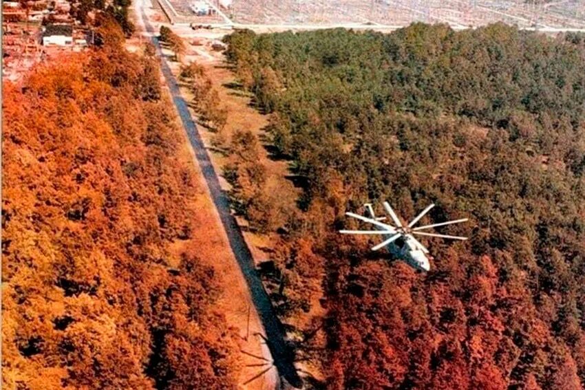 Лес 1986. Рыжий лес Чернобыль. Рыжий лес Припять. Чернобыльская АЭС рыжий лес. Рыжий лес Чернобыль мутации.